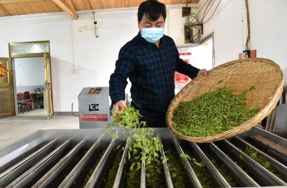 关于春茶季 100多名茶农正在巢湖坝镇茶山忙碌采摘作业的热门新闻(3)