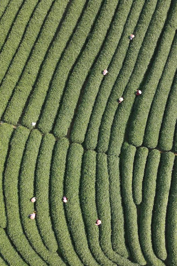 关于华春莹点赞杭州！外国朋友也被惊艳到了：“味道好极了……”的热门消息(9)