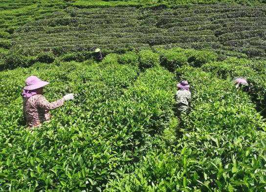 有关于庐山云雾雾根茶园：坚持人工打理保持生态平衡的最新消息