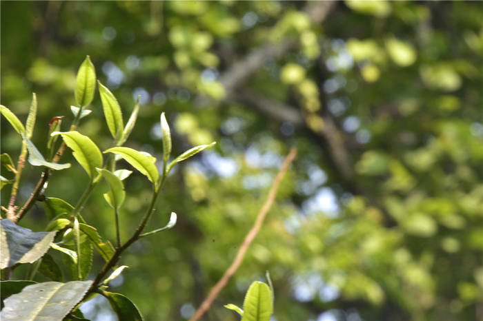 关于昌宁漭水：以茶为“业”递出绿色“名片”的热门信息(2)