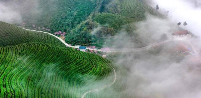 有关于陕南茶业：绿染秦巴山川 成就“金山银山”的信息(4)