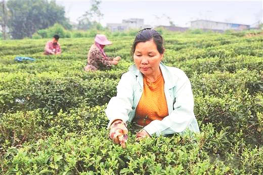 有关于广西推出“茶十条” 来宾茶产业高质量发展迎来新机遇的热门信息(3)
