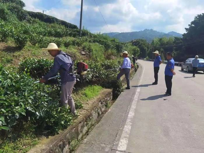 有关于抓好源头,促进福鼎白茶产业绿色高质量发展的资讯(6)