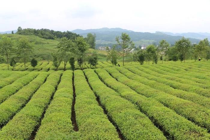 有关于湄潭上半年茶叶出口创佳绩，预计全年突破5000万美元的热门资讯(3)