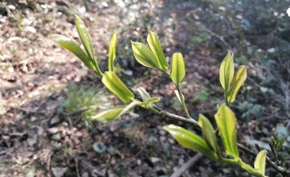 关于明溪县枫溪乡：茶香沁园，飘出乡村振兴茶产业的热门资讯(1)