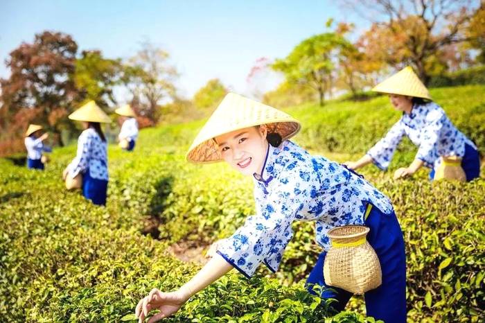 有关于茶，富了大悟老区，托起乡村振兴的希望！的热门资讯(2)