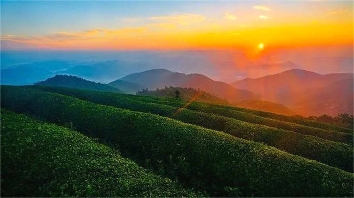 关于“2020年度云南茶产业报告”“茶企出彩茶博会”“安溪铁观音荣获六连冠”的热门资讯(5)