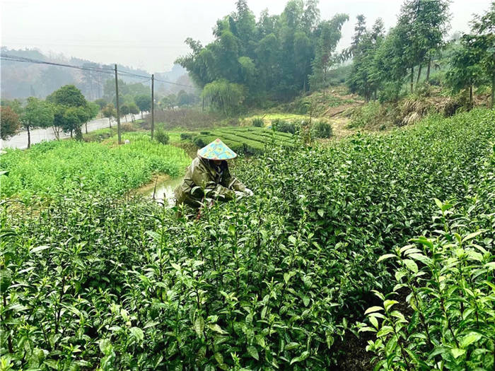 关于浙江武义：“茶叶子”变“金叶子” 听听茶农们的致富经的最新资讯