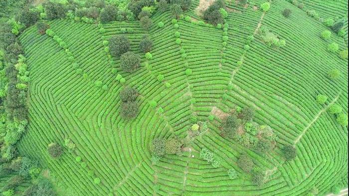 有关于人民网镜头下的贵州丹寨：茶产业融合发展助力乡村振兴的热门资讯(8)