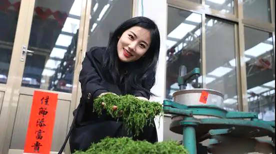 关于日照市岚山区大棚春茶上市！刚出锅的茶叶可真香~的热门消息(1)