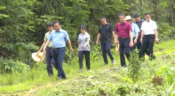 关于全面激发茶产业发展活力,市人大常委会调研组到苍梧县开展茶产业发展专题调研的最新信息(4)