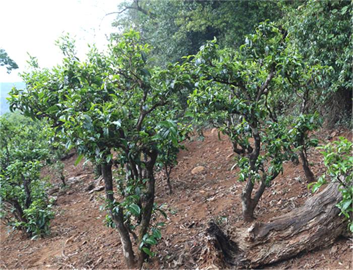 有关于一周速读丨超低价冰岛老班章充斥电商平台、中国风奶茶流行、欧洲以消费红茶为主的最新消息(5)