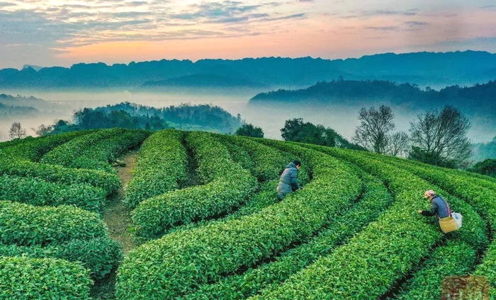 有关于四川：以茶为媒，超240亿元项目落地雅安的最新消息(1)