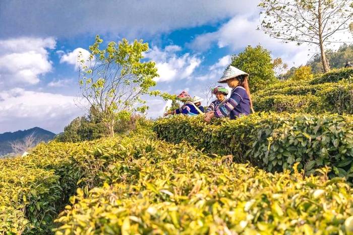 关于墨江新抚镇:春茶岭上香 茶农采摘忙碌碌的资讯(1)