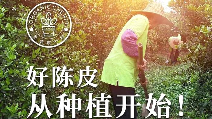 有关于泓达堂解密小青柑②:践行有机种植,严控源头品质的最新资讯