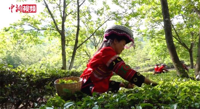 关于一周速读：2021全国春茶产销情况、凤庆35.6万亩茶园同步开采、蒙顶山茶价值40亿的最新资讯(2)