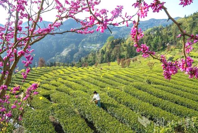 有关于恩施玉露茶叶基地春茶飘香 茶叶进入开采的新闻