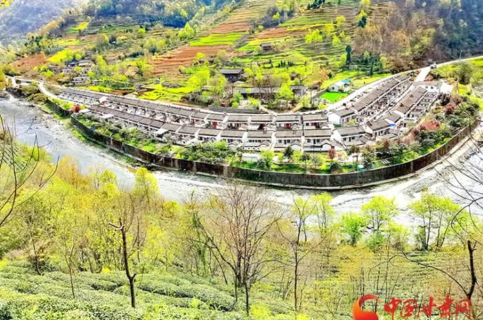 有关于康县阳坝龙潭村茶农们抢抓时节，采收茶叶的新闻