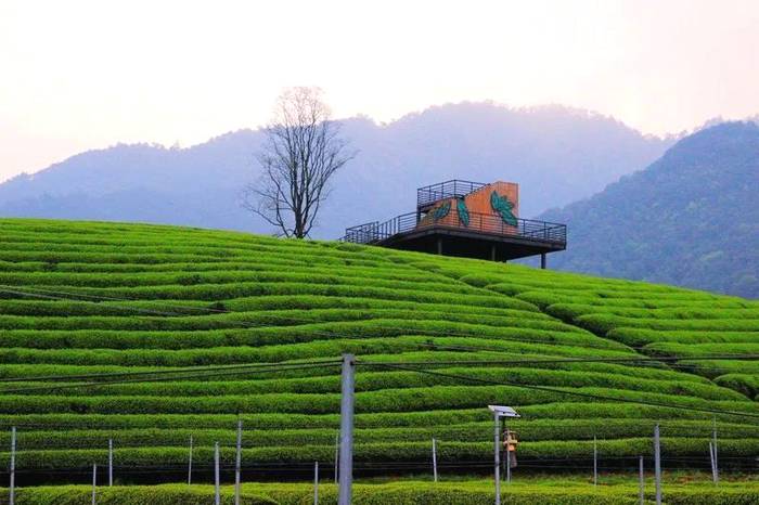 关于柯桥区平水镇平阳村的千亩茶园美丽春茶，含苞待采的消息