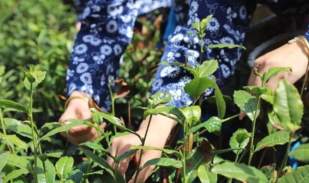 有关于秦岭山水润春茶 陕西镇安10万亩象园茶新鲜上市的热门信息(4)