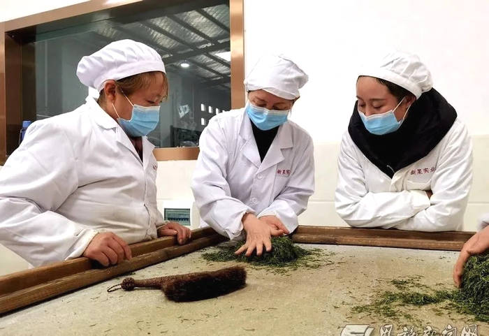 关于玉露飘香 恩施市25万余亩茶园全面开采的最新消息(2)