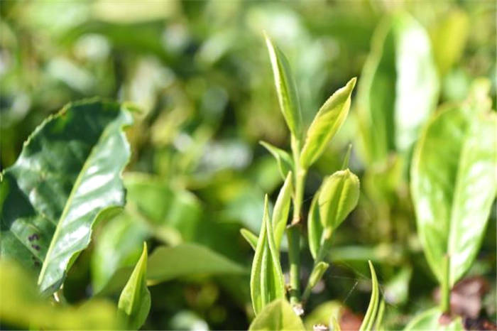 关于普洱茶产销形势 武夷山公开反对天价茶 黑茶获海关出口商品单独列目的热门信息(8)