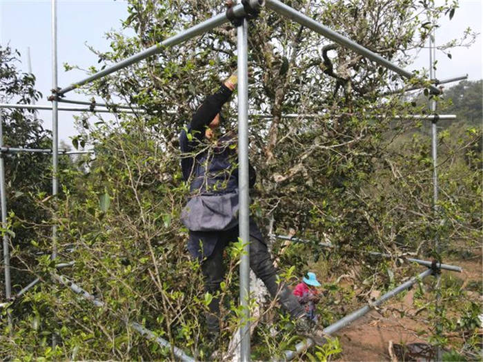 关于每公斤鲜叶最高价格1.28万元 云南宁洱困鹿山古树茶开采的最新资讯(1)