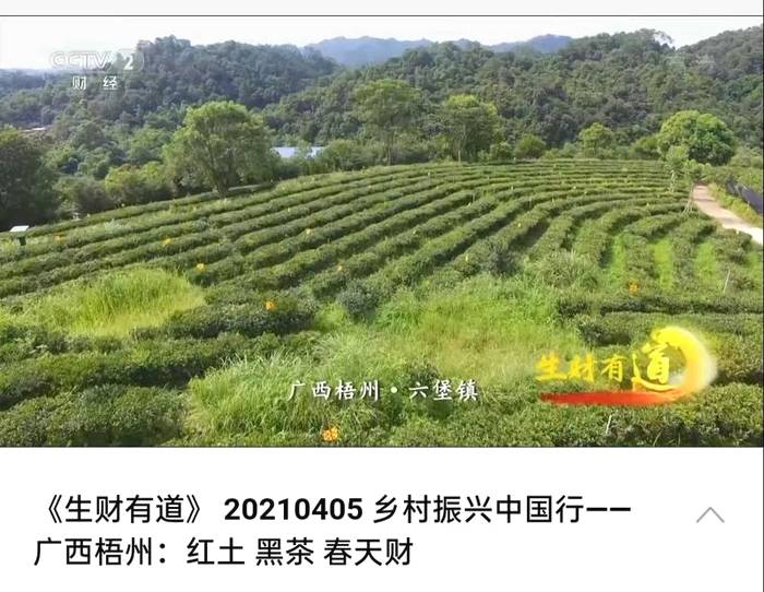 有关于梧州六堡茶又双叒叕上央视！为六堡茶打call！的资讯(2)