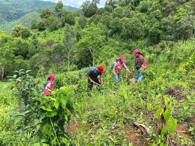 关于西双版纳种茶毁林整治显成效,再推十项巩固举措的热门信息(1)