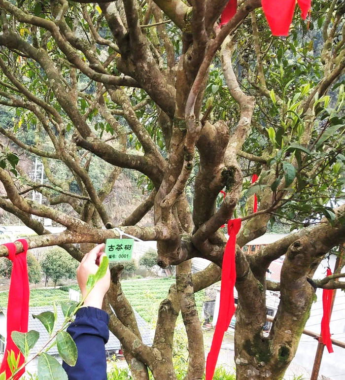 有关于“保靖黄金茶国家地理标志产品保护示范区” 入选“2021年国家地理标志产品保护示范区筹建名单”的热门资讯(4)