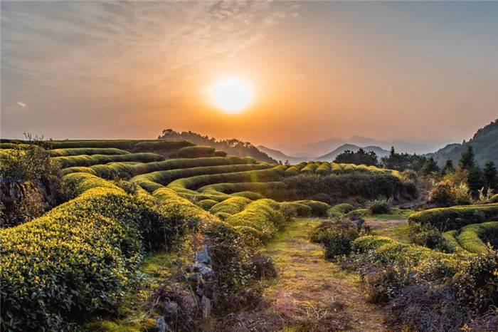 有关于泰顺筱村镇：葛垟茶场春欲暮 客来烹茶三杯香的消息(11)