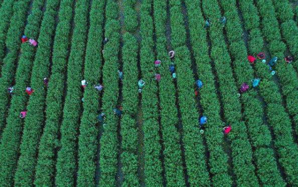 关于春茶季 100多名茶农正在巢湖坝镇茶山忙碌采摘作业的热门新闻