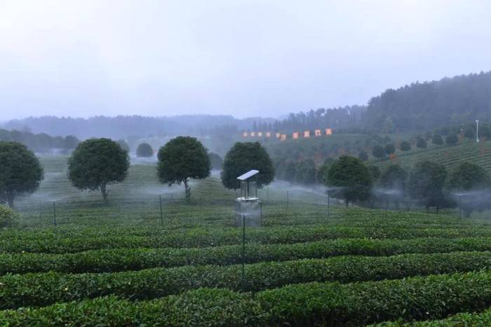 有关于中国富锌富硒有机茶之乡永安镇，“茶旅一体”打造森林康养旅游小镇 的热门资讯(2)