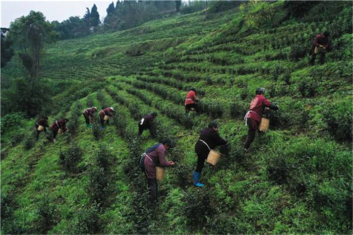 有关于四川广安武胜县：一斤1700元的茶叶种进小山村 助农增收的信息(2)