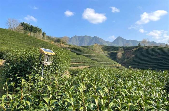 关于一周热门：普洱茶品牌价值73.52亿、七彩云南霸气老班章、北京茶博会即将举行的信息(3)