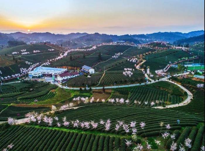 有关于张天福选址的茶场，诞生西湖龙井的贵州“私生子”的热门资讯(9)