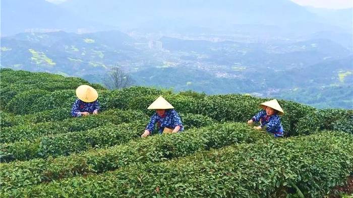 关于世界贸易指数研究中心落户；茶产业发展制度开新创的热门新闻(2)