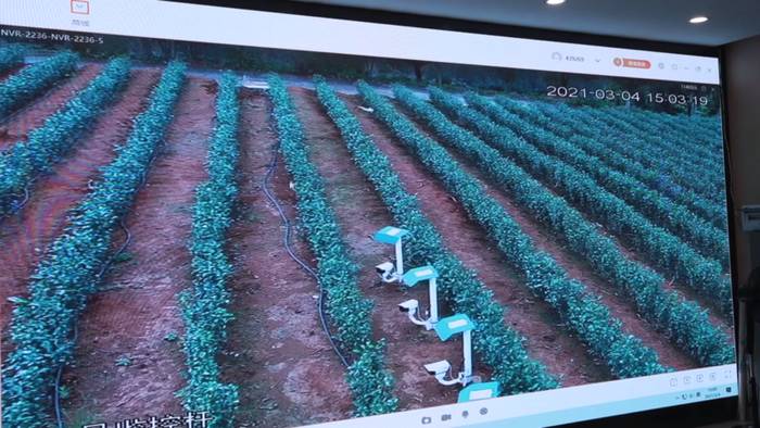 有关于5G赋能坦洋工夫跨越式发展，“智慧茶园”成效显著的新闻(2)
