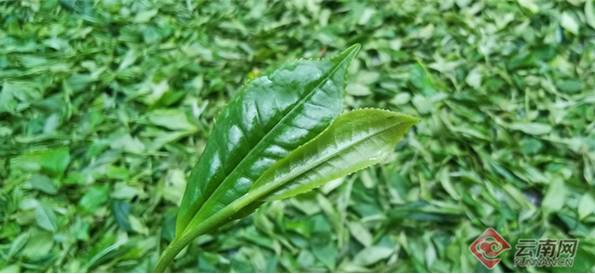 有关于文山西畴“白毛茶王”开采 揭开了坪寨古茶山春茶开采的序幕的最新消息(4)