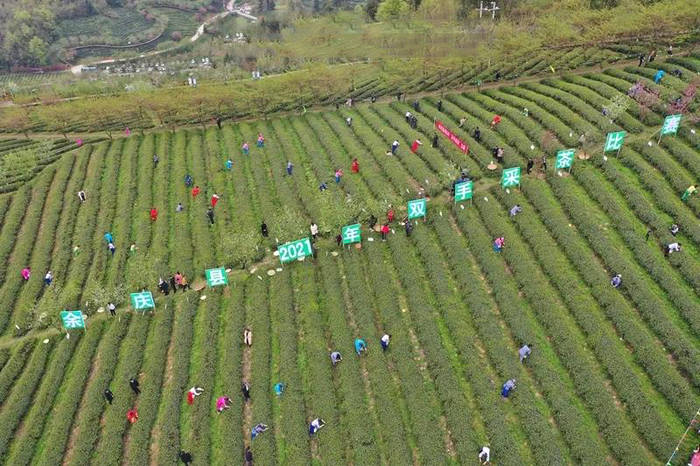 有关于余庆县松烟镇二龙村:自在农家,美丽乡村,种茶致富的热门消息(3)