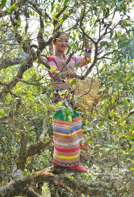 有关于2021年第一届勐海古树茶开采节系列活动之——走进勐海古茶山的资讯(1)