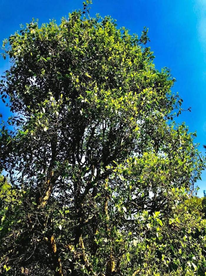 关于2021普洱五棵桩古茶园举行祭茶祖暨春茶开采仪式的信息(10)