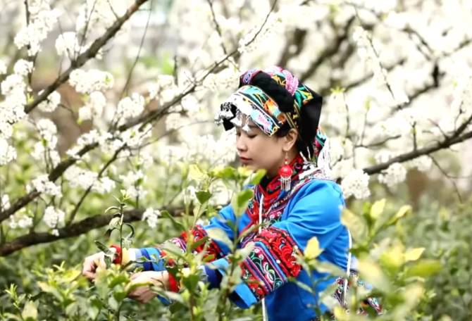 有关于普安县18.3万亩茶山 茶园百花开 花中采春茶的热门资讯(1)