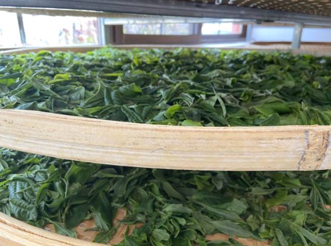 关于凤庆县举行2021“天下茶尊”开茶大典 全县35.6万亩茶园同步开采的热门信息(5)