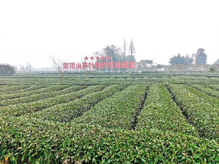 关于精彩回顾！2020年“蒙顶山茶”十大新闻事件(下)的热门消息(6)