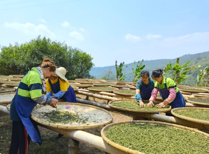 关于普洱镇沅八大茶区11万亩古树茶和生态茶园迎来新一年春茶采摘季的信息(1)