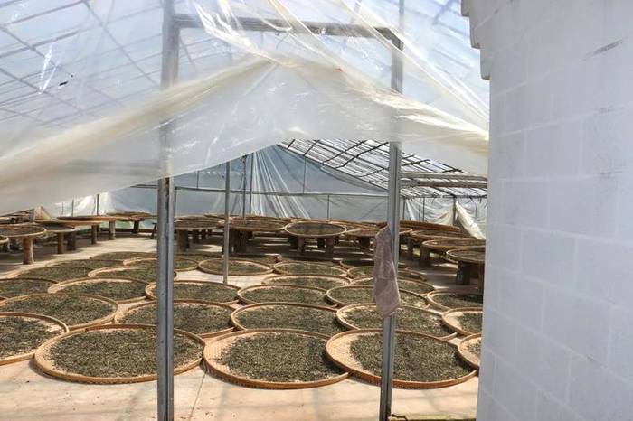 关于普洱市思茅港镇:茶树正露尖尖芽,早春时节把茶采,茨竹林村喜迎春茶采摘的资讯(5)