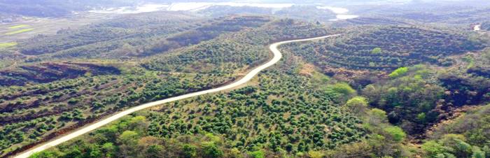 有关于秀色千山花开茶香 ---金寨县铁冲乡产业发展侧记的热门消息