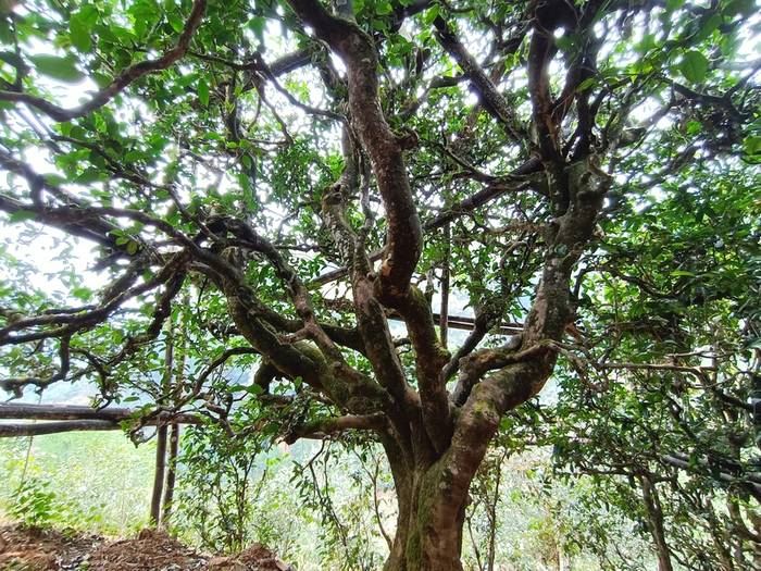 有关于普洱古树春茶发芽简报：大户赛茶园发芽良好，过几天就可以采摘了的热门新闻(6)