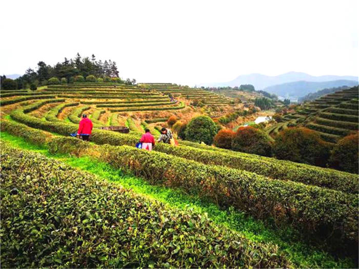 关于湖南湘潭县：春风春雨催春芽 茶山茶农忙采茶的热门消息(1)